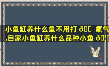 小鱼缸养什么鱼不用打 🐠 氧气,自家小鱼缸养什么品种小鱼 🦋 好养不用加温不用打氧气